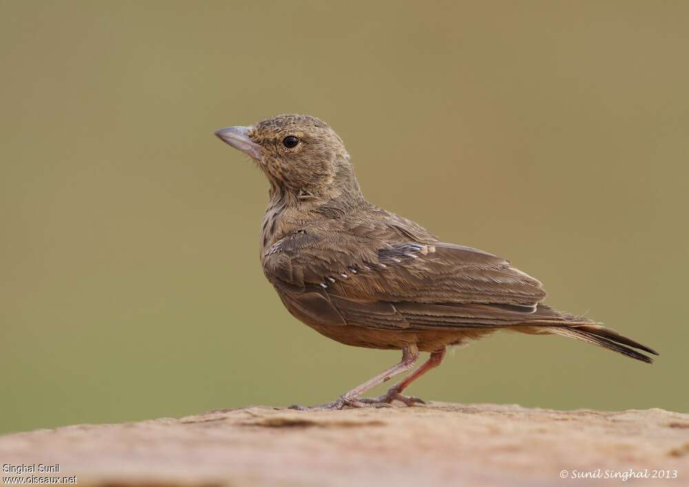 Rufous-tailed Larkadult, moulting