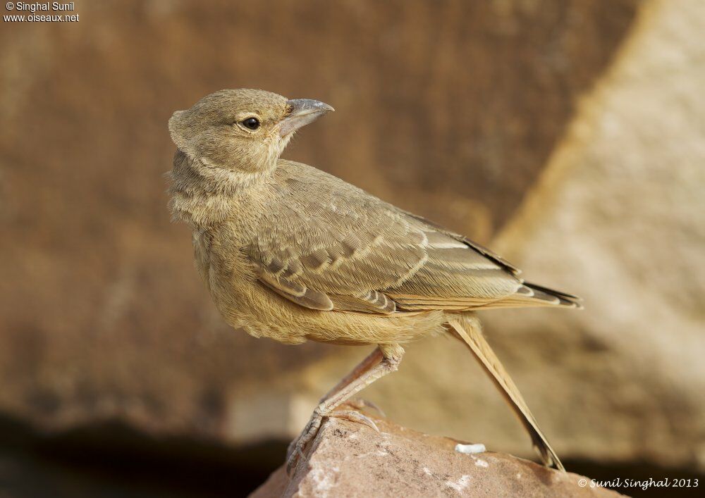 Rufous-tailed LarkFirst year, identification