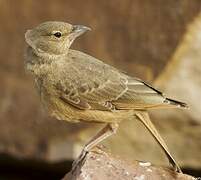 Rufous-tailed Lark