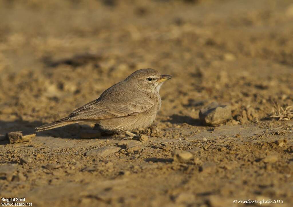 Desert Larkadult, identification