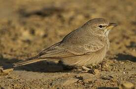 Desert Lark