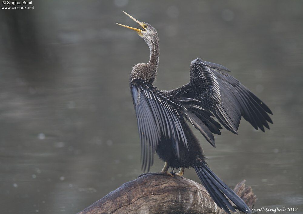 Anhinga roux, Comportement