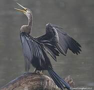 Oriental Darter