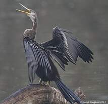Anhinga roux