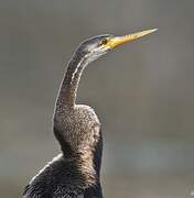 Oriental Darter