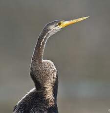 Anhinga roux