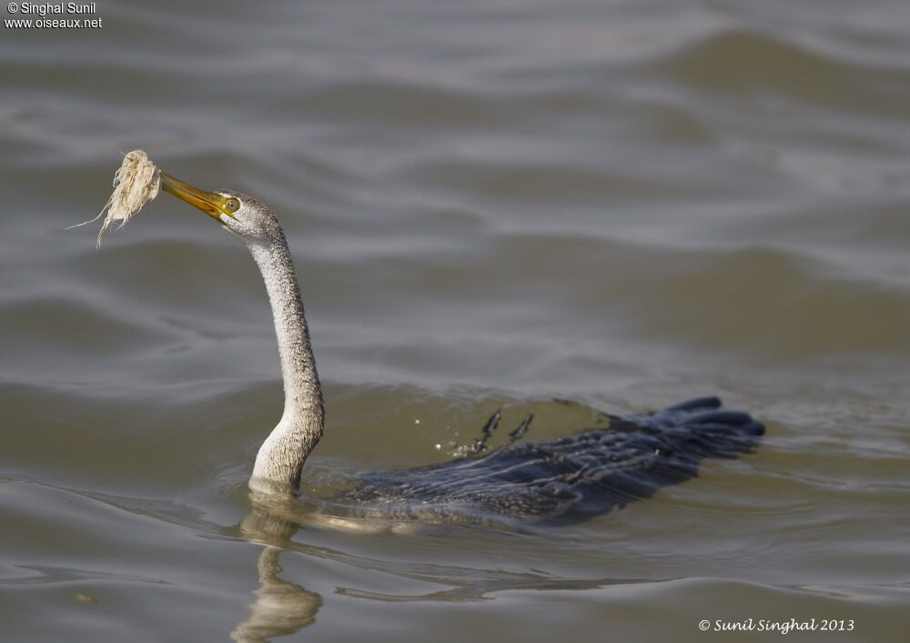 Anhinga roux, Comportement