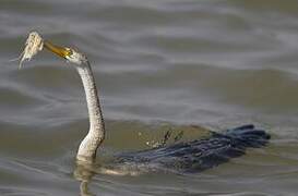 Oriental Darter