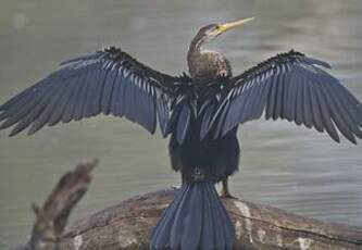 Anhinga roux