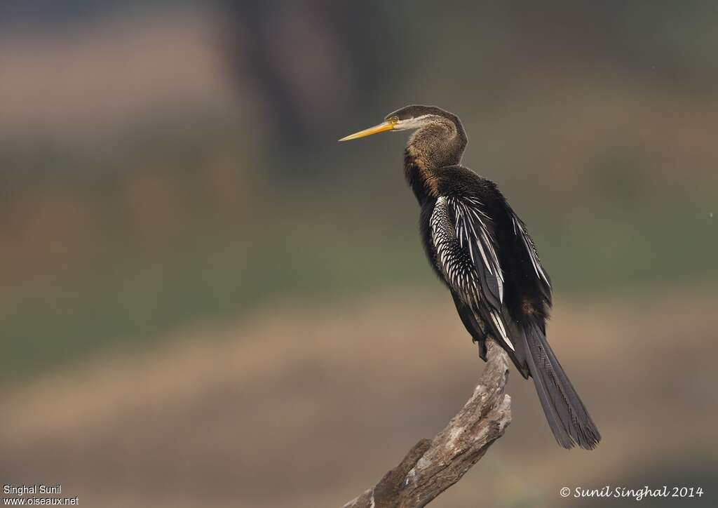 Anhinga rouxadulte, identification, composition