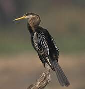 Anhinga roux