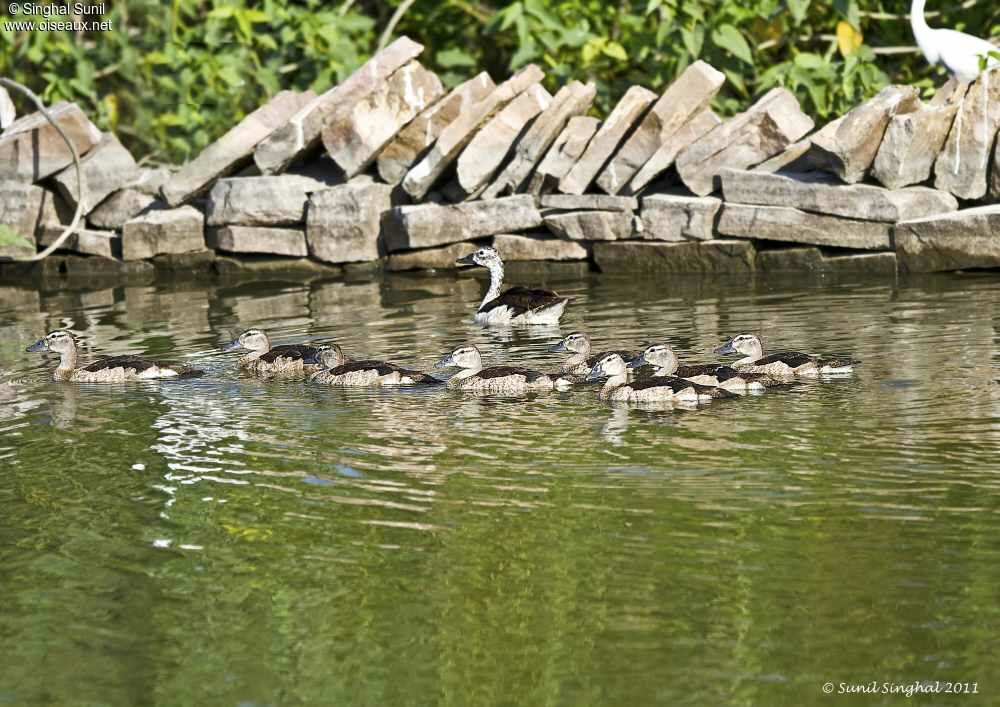 Cotton Pygmy Goose, identification, Behaviour