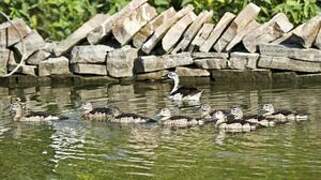 Cotton Pygmy Goose