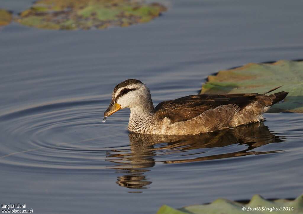 Cotton Pygmy Goose female adult, identification, Behaviour