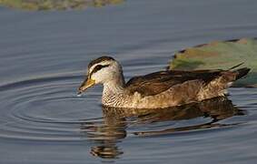 Cotton Pygmy Goose