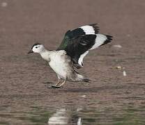 Cotton Pygmy Goose