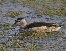 Cotton Pygmy Goose