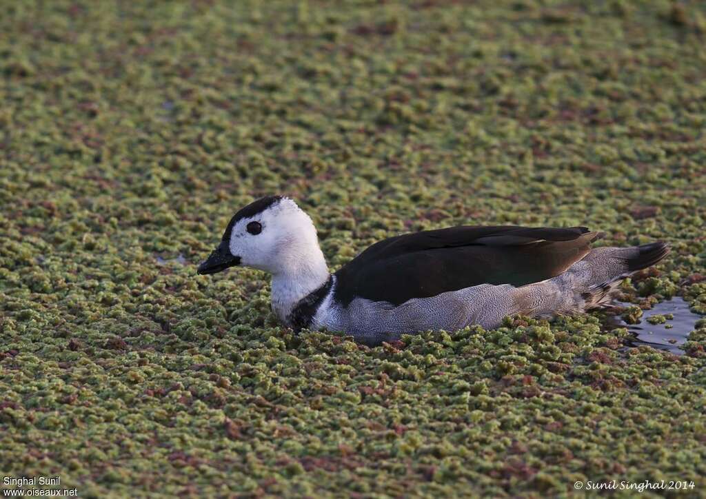 Cotton Pygmy Goose male adult, identification