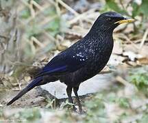 Blue Whistling Thrush