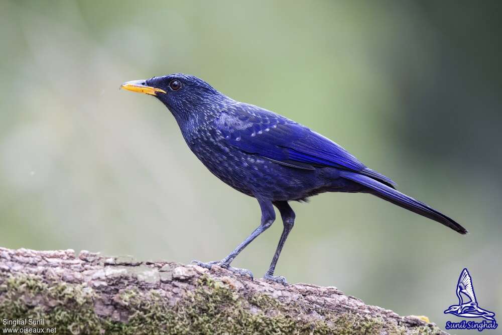 Blue Whistling Thrushadult, identification