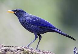 Blue Whistling Thrush