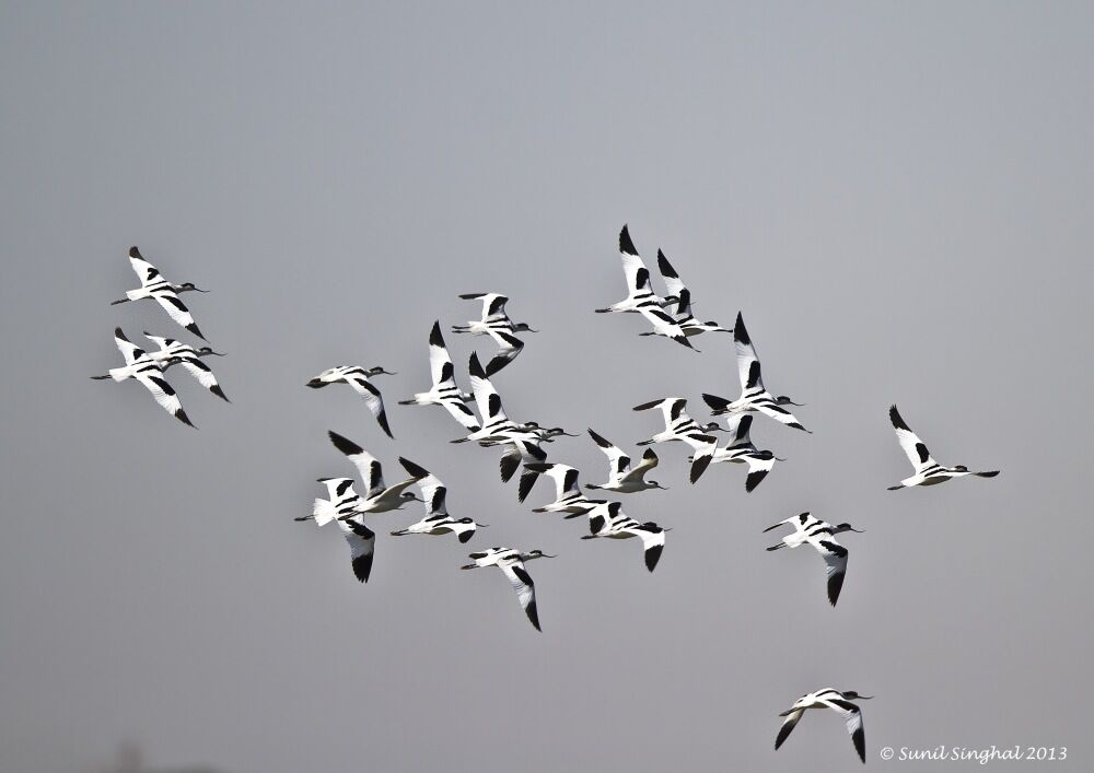 Avocette élégante