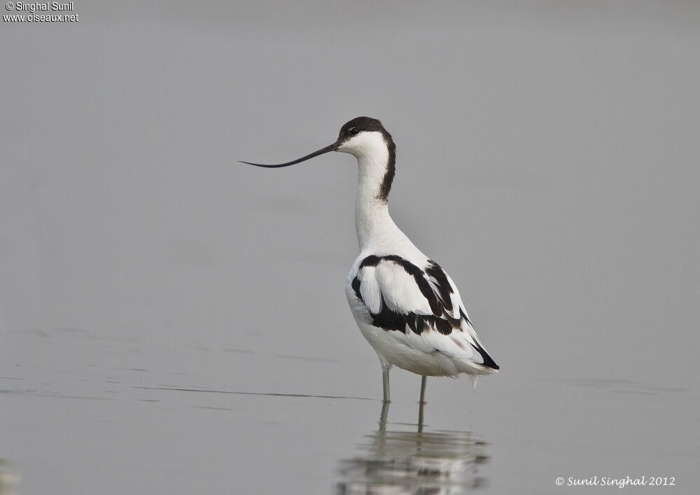 Pied Avocetadult, identification