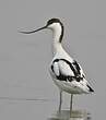 Avocette élégante