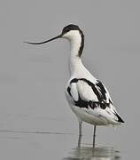 Avocette élégante