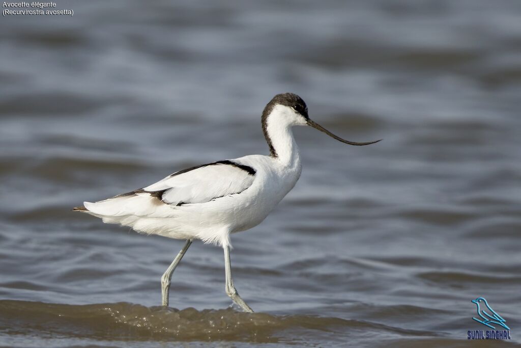 Avocette élégante, identification