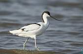 Avocette élégante