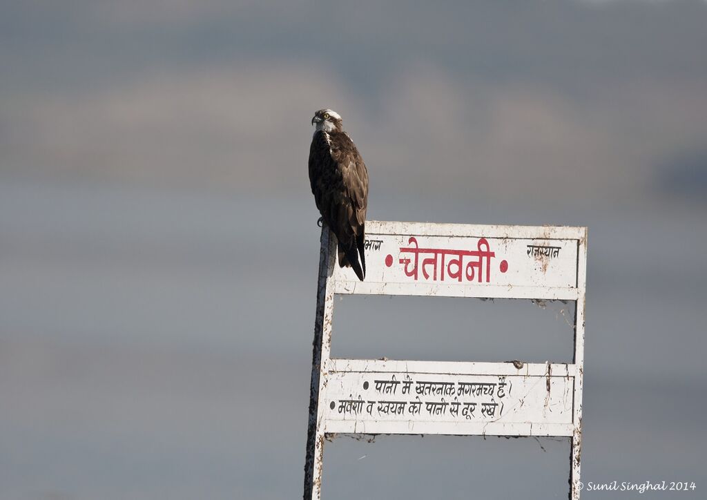 Western Ospreyadult, identification