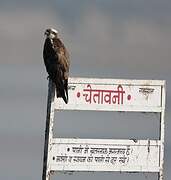 Western Osprey