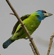 Blue-throated Barbet