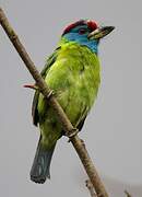 Blue-throated Barbet