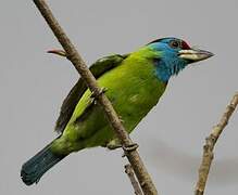 Blue-throated Barbet