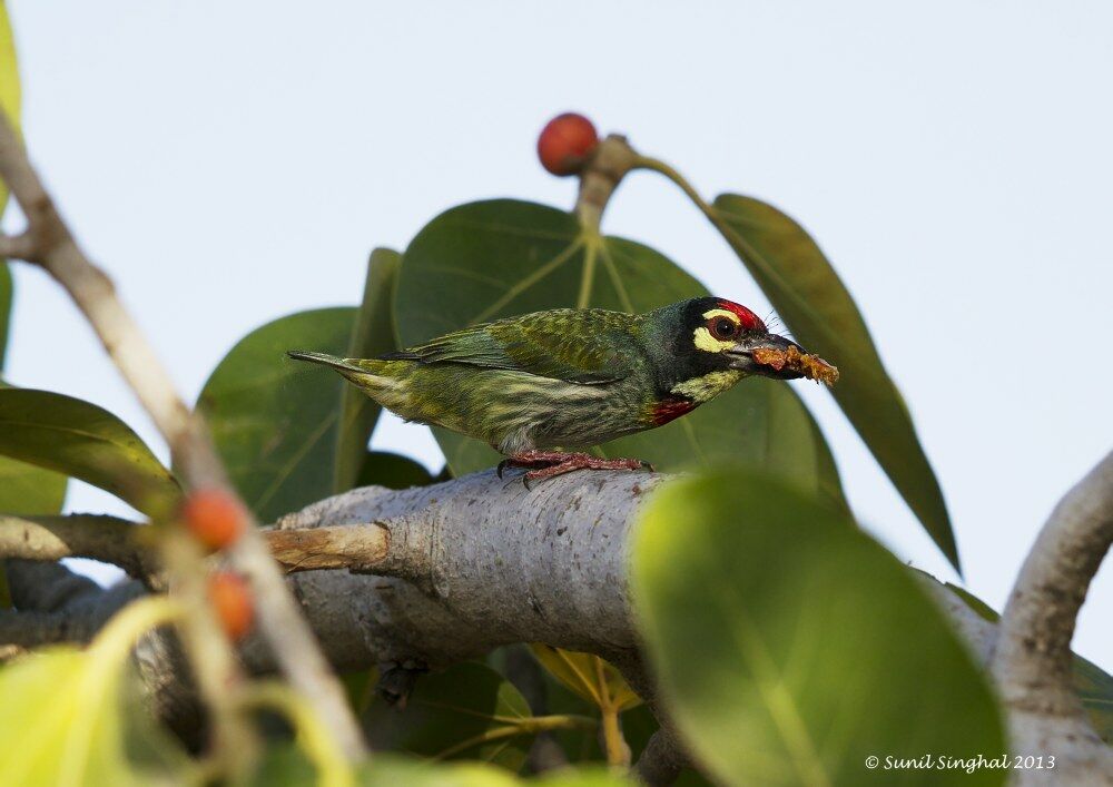 Barbu à plastron rouge