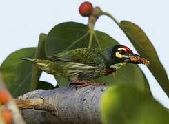 Coppersmith Barbet