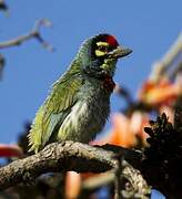 Coppersmith Barbet