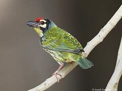 Coppersmith Barbet