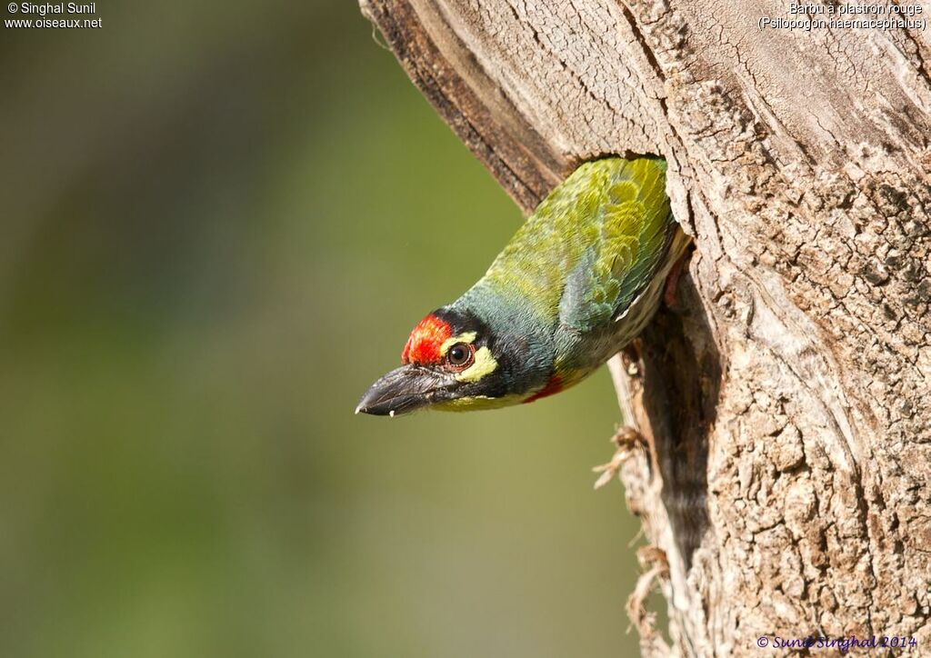 Coppersmith Barbetadult, Behaviour