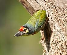 Coppersmith Barbet