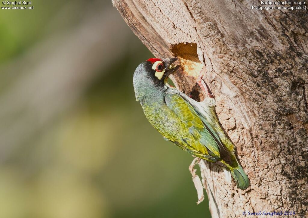 Coppersmith Barbetadult, identification, Reproduction-nesting