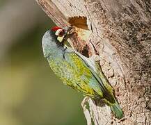 Coppersmith Barbet