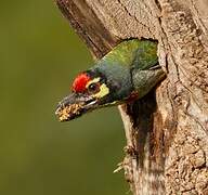 Coppersmith Barbet