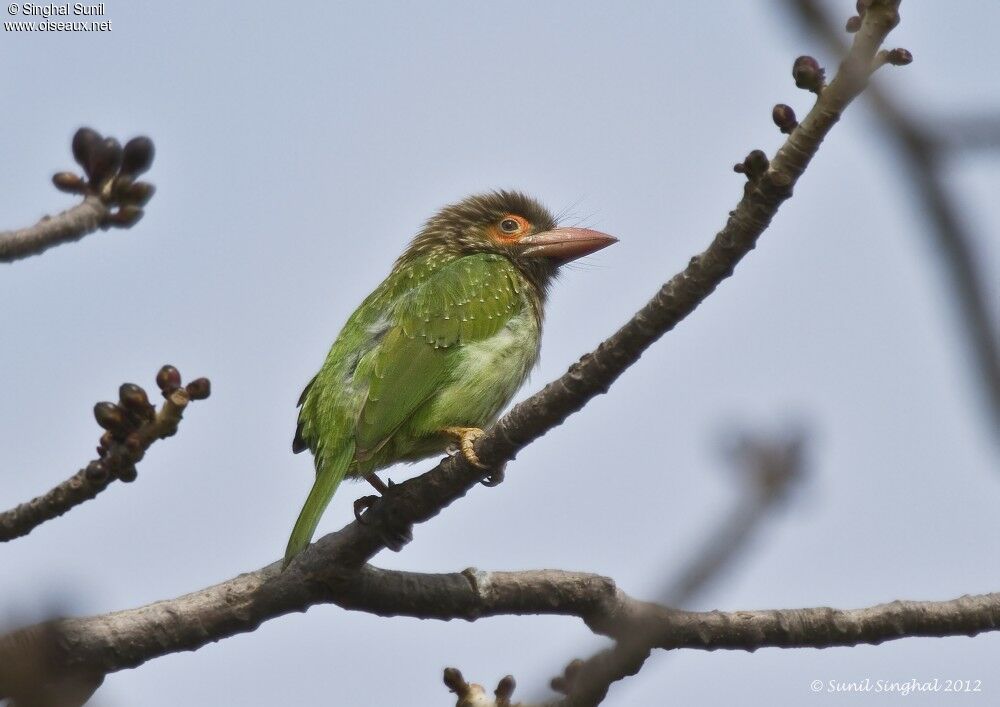 Brown-headed Barbetadult, identification