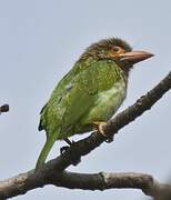 Brown-headed Barbet