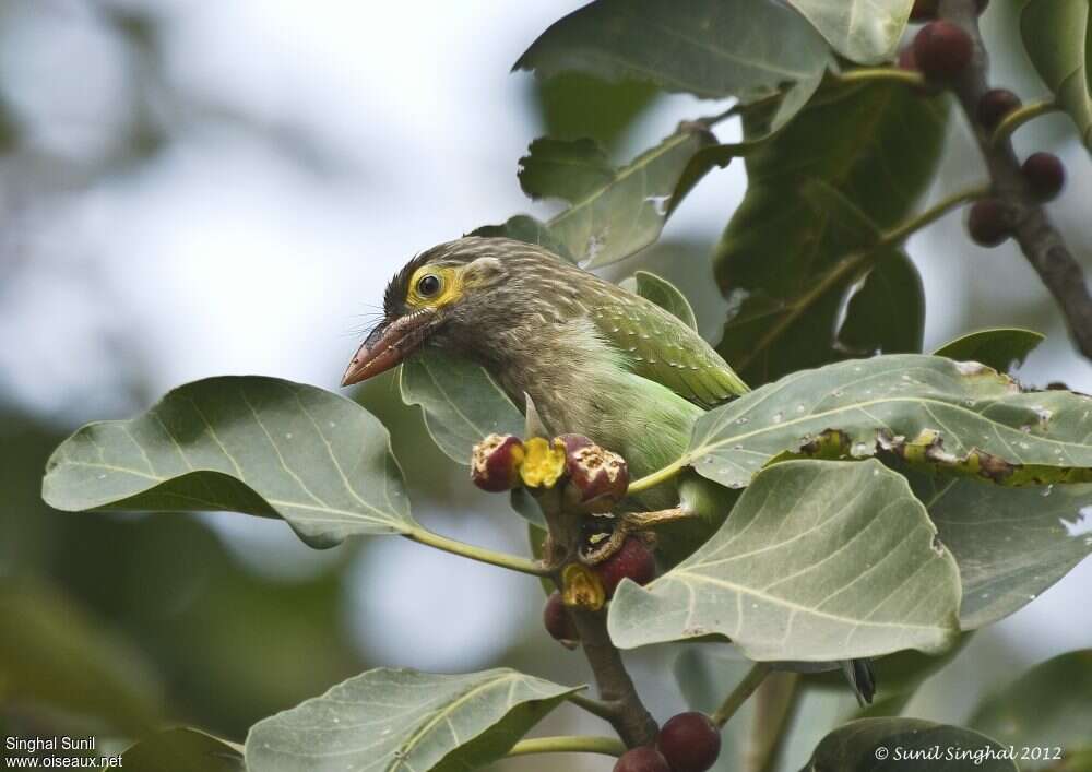 Brown-headed Barbetadult, feeding habits