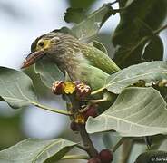 Brown-headed Barbet