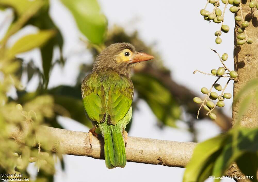 Brown-headed Barbetadult, Behaviour